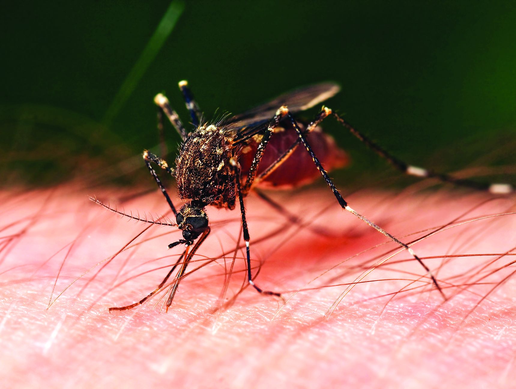 Mosquito larvae with 'dengue' after 'swine flu'