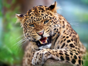 leopard-