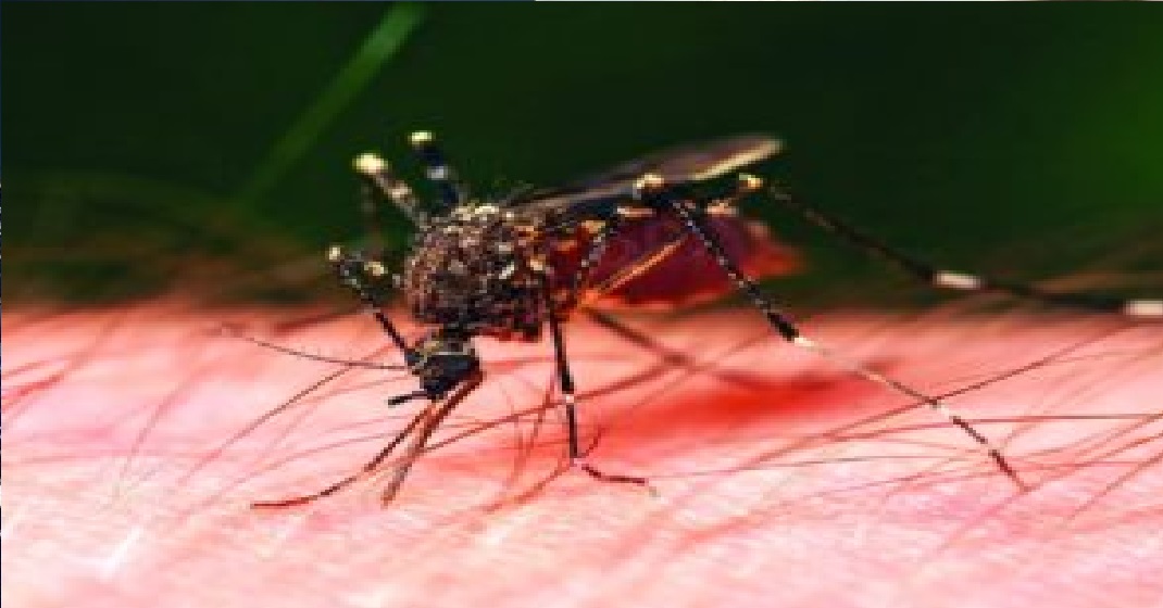 उत्तराखंड: राजधानी में तेजी से बढ़ रहा डेंगू, एक और में पुष्टि, अब तक इतने मामले