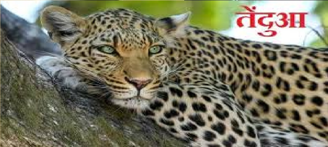 Leopard kills woman pithauraghadh