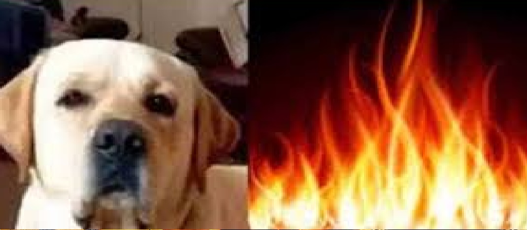 doon uttrakhand news