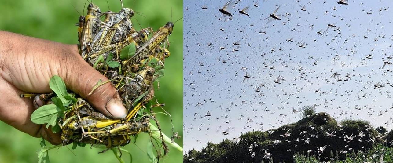 Locust Attack : pithauraghdh