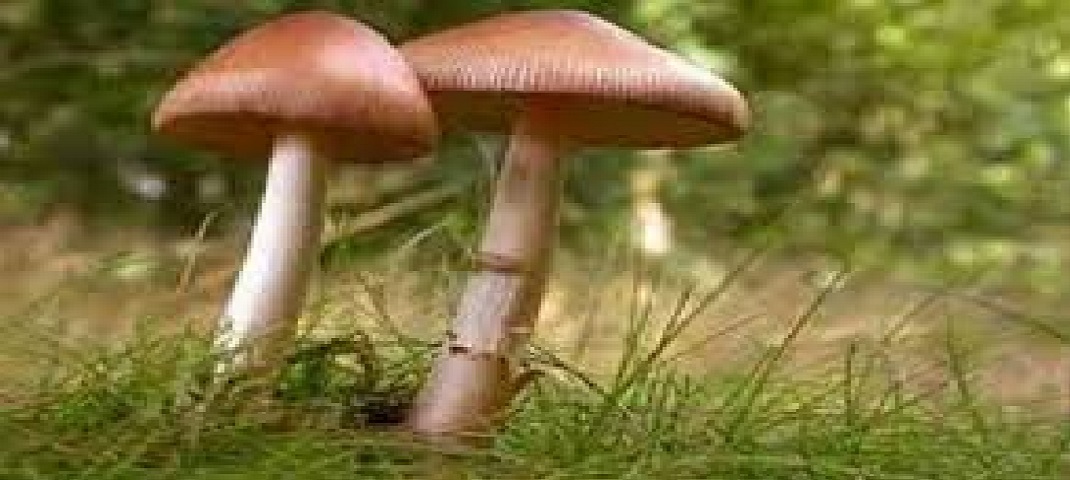 champwat eating wild mushroom