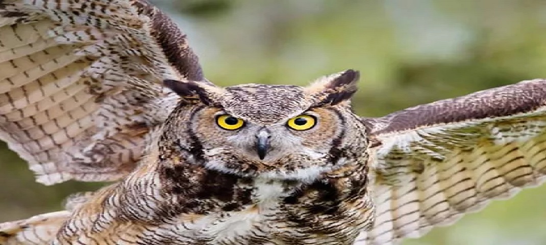 Owl has an evil eye