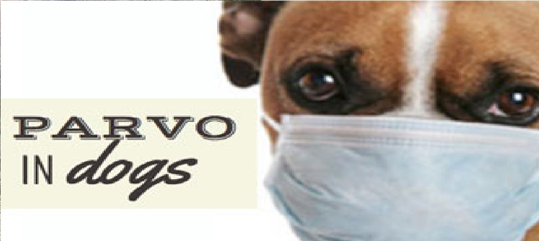 disease named Parvo