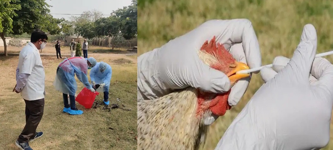 BIRD FLU IN INDIA