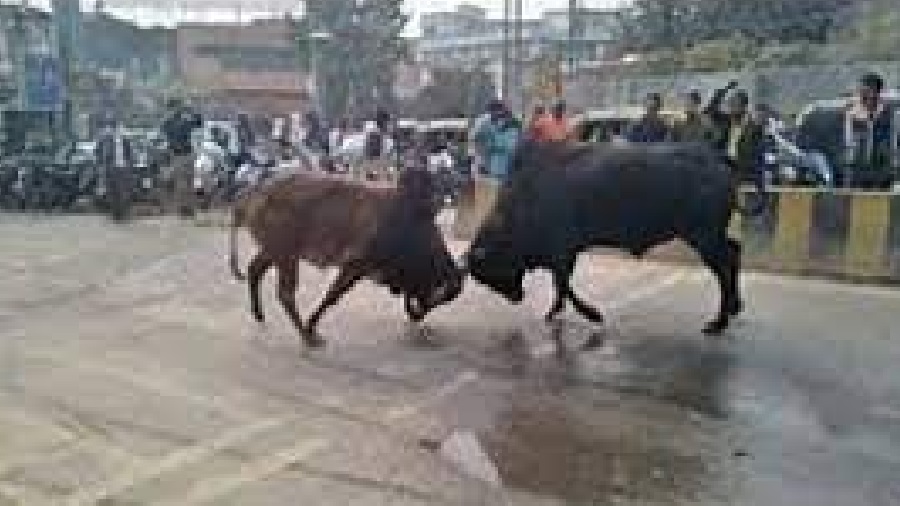 9-year-old lost his life in the battle of bulls