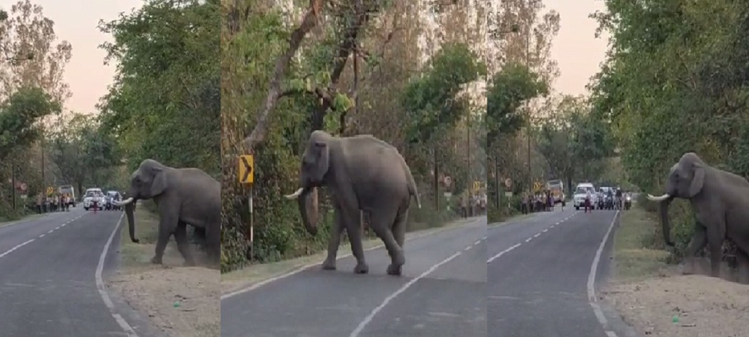 हल्द्वानी VIDEO : झुंड से बिछड़कर हाइवे पर आया हाथी, लोगों में मचा हड़कंप