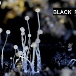 उत्तराखंड ब्रेकिंग: खतरनाक हो रहा ब्लैक फंगस, कोरोना से इतनी तेज है मौत की रफ्तार