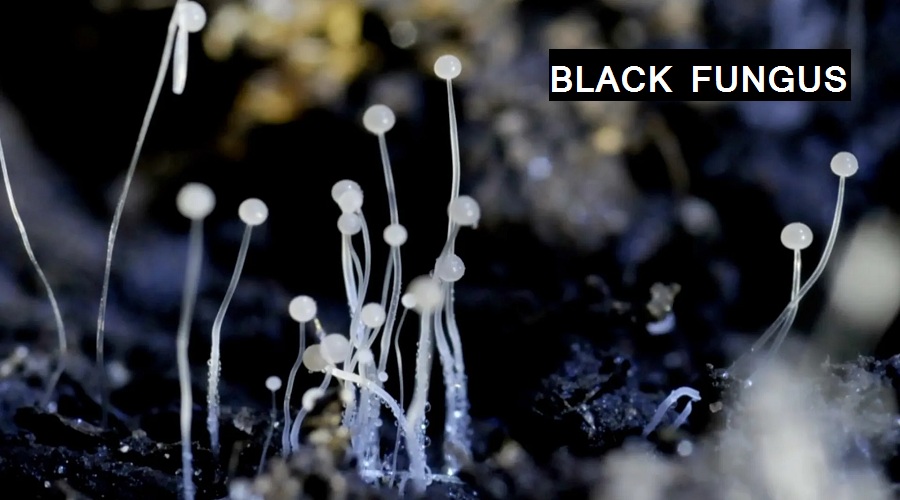 black fungus injection