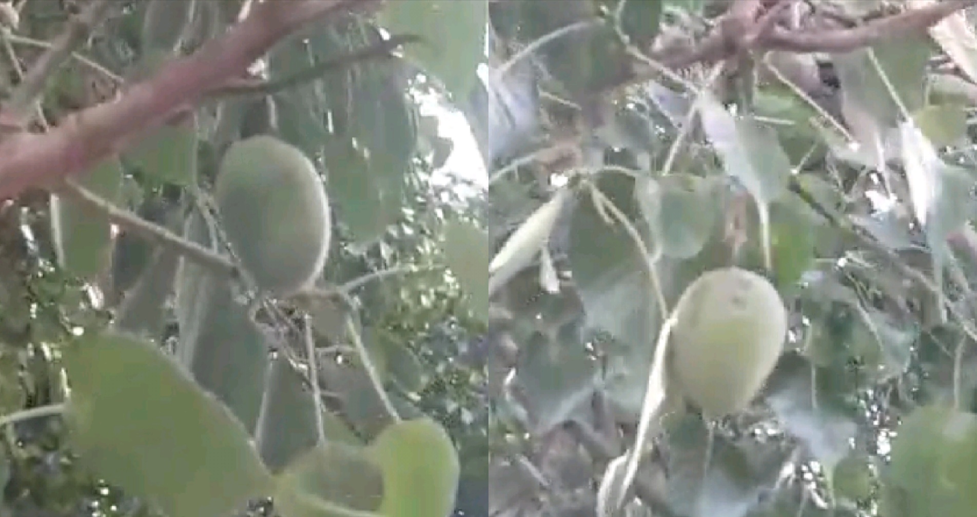 Mango planted on Peepal tree
