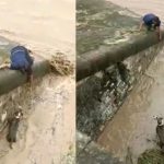 उत्तराखंड वीडियो : दो पुलिस कांस्टेबलों ने ऐसे किया पानी के बीच फंसे कुत्ते का रेस्क्यू