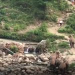 कोटद्वार : सेल्फी के चक्कर में युवकों ने हाथियों को चिढ़ाया, 'मौत के भंवर' में फंसे और दौड़े