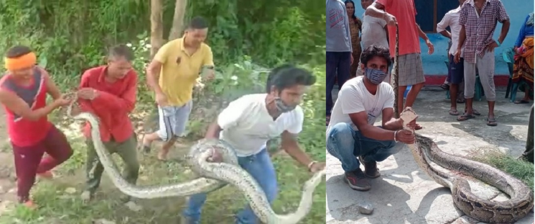 Big python in bindukhatta