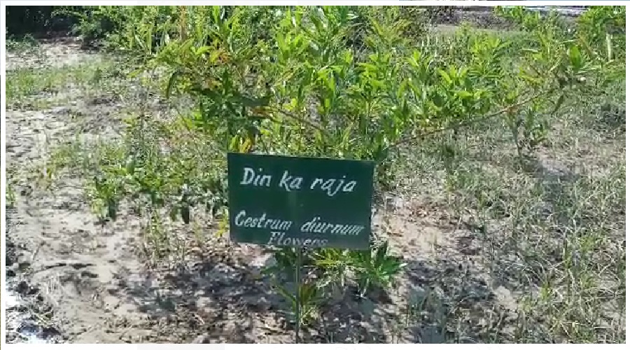 उत्तराखंड : रात की रानी और दिन का राजा, 140 तरह की खुशबू से महकेगा ये गार्डन weather uttarakhand