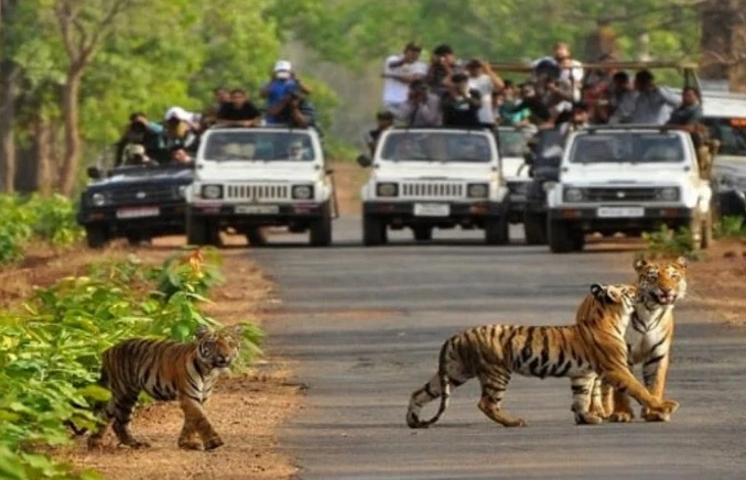news of Rajaji Tiger Reserve