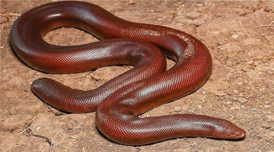 red sand boa snake