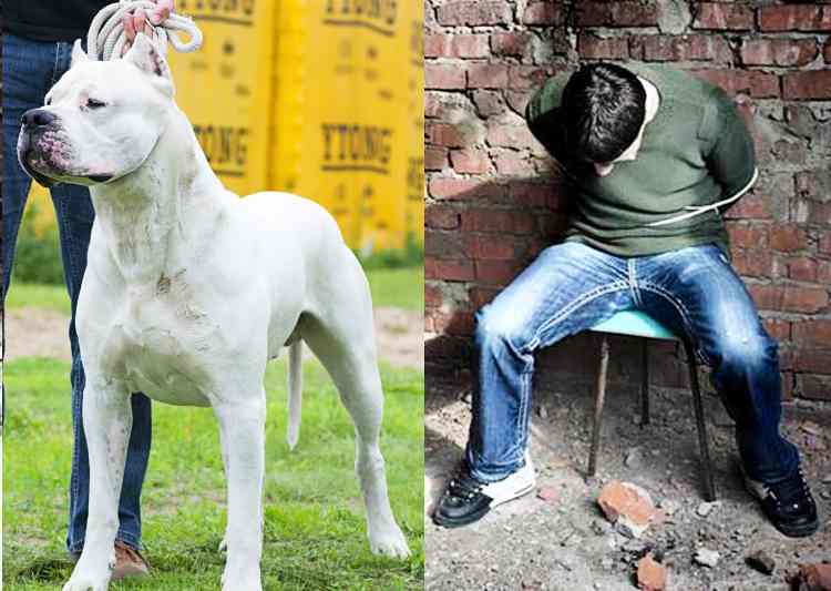 dogo argentino kidnapping in greater noida