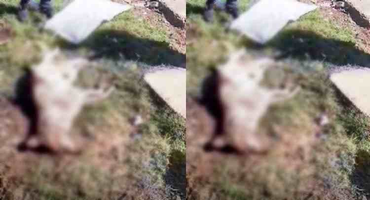death of dog in isbt dehradun
