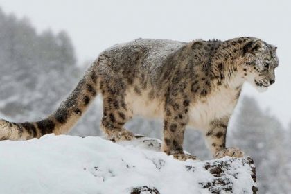 snow_leopard_