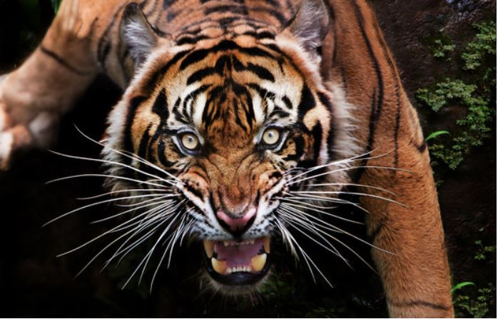 TIGER बाघ का हमला