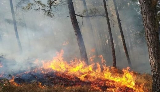 forest FIRE- जंगलों की आग