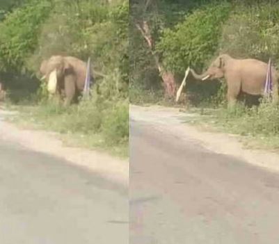 HATHI IN DEHRADUN