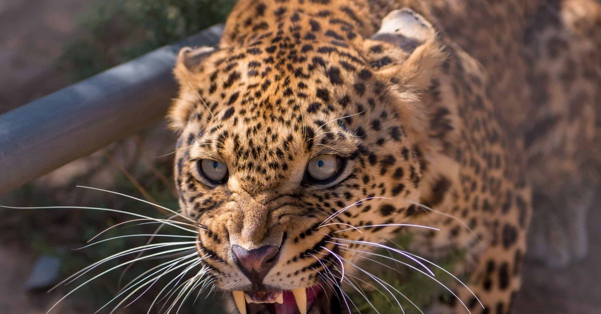 Leopard attacked