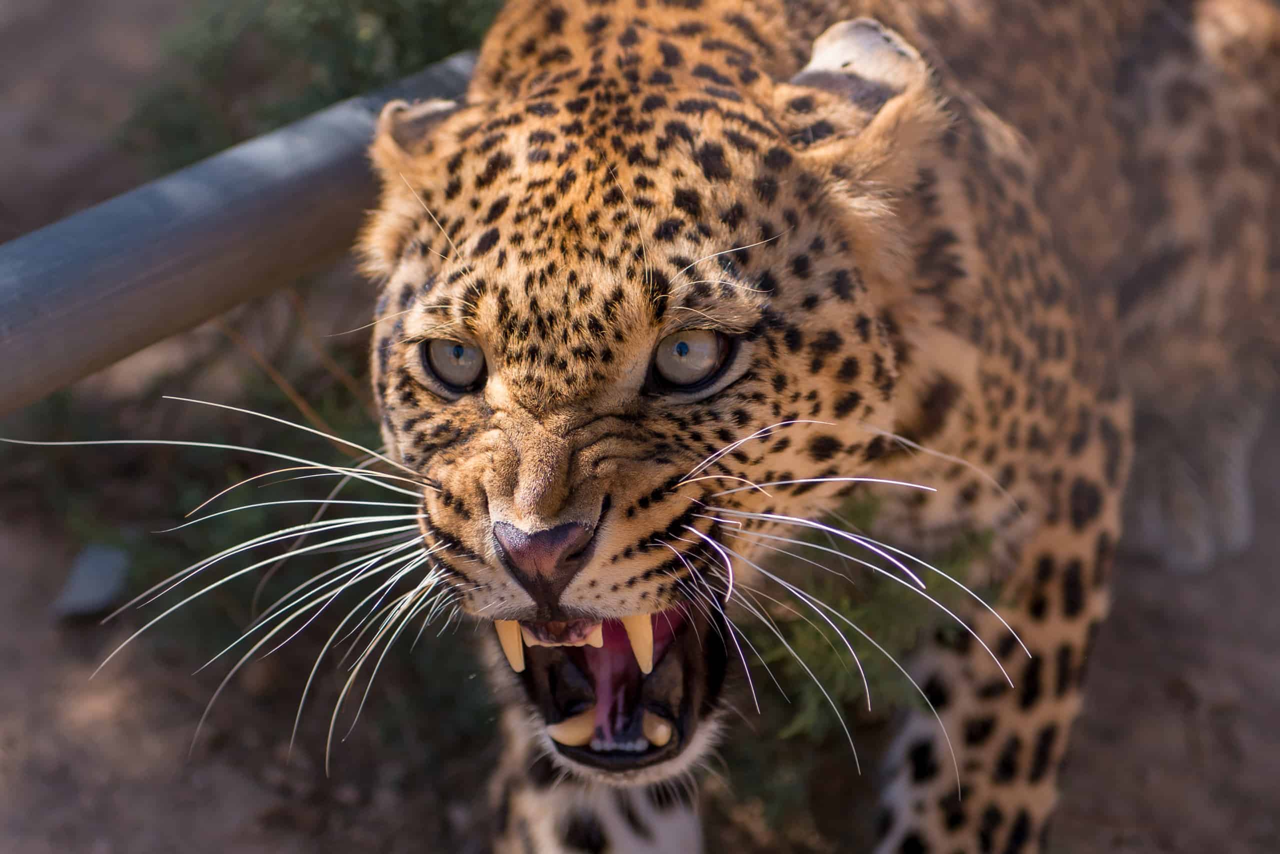 Leopard attacked