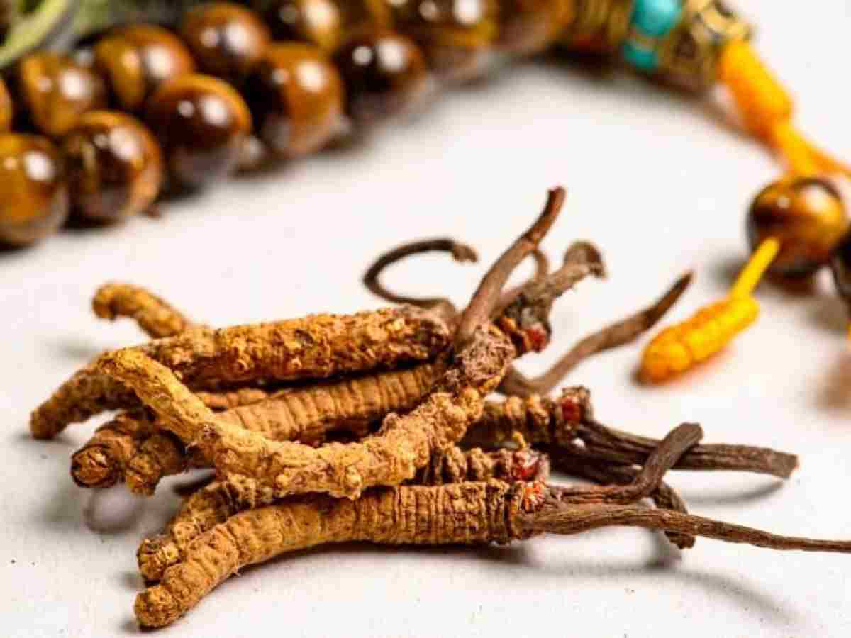 कीड़ा जड़ी