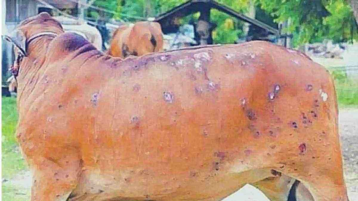 Nagaland declared lumpy skin disease positive state