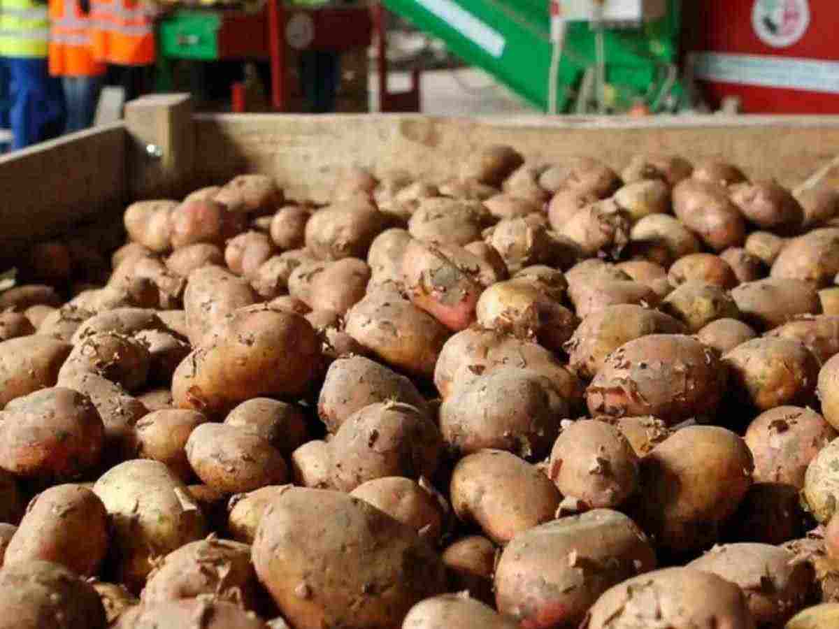 Auto driver ran away with 0 bags of potatoes