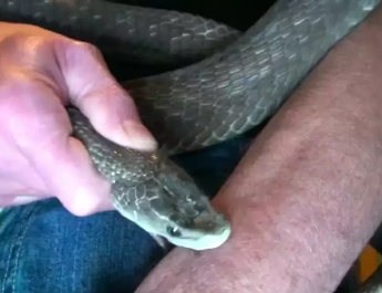 सांप से कटवाकर मर्डर