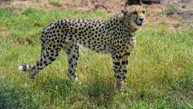 New batch of 10 to 12 cheetahs will arrive soon in India, discussion with South Africa begins