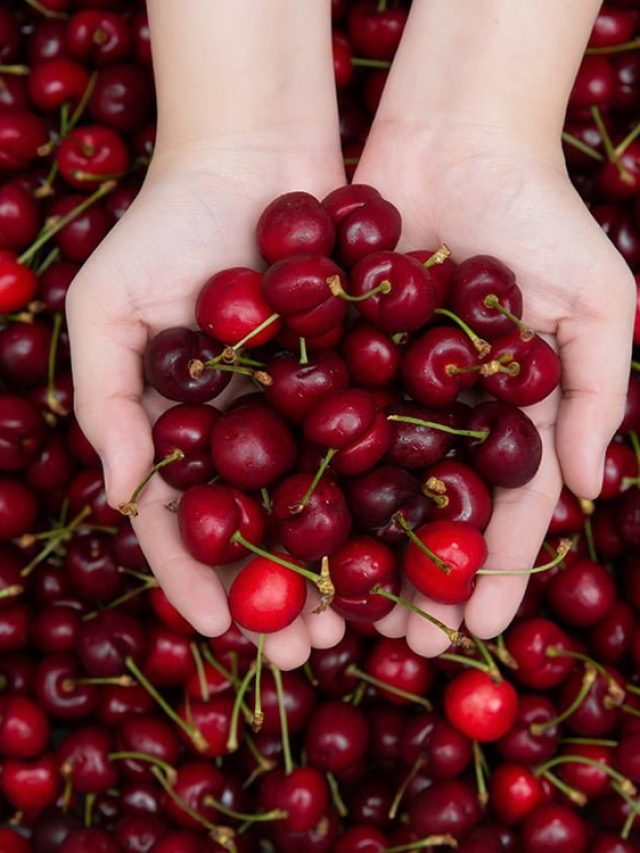 रोजाना चेरी खाने के है काफी फायदे