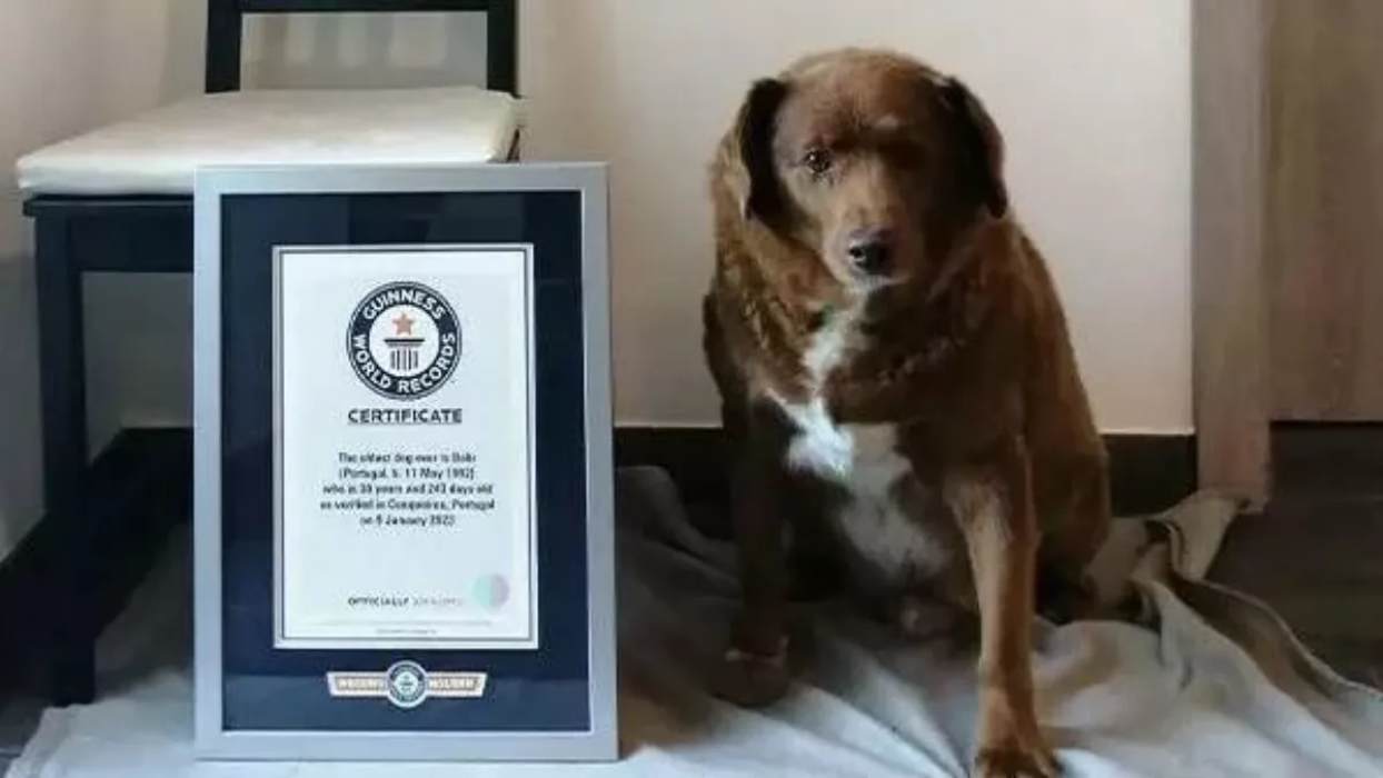 World's oldest dog dies, lived for 31 years, holds world record