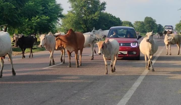 awara janwar हल्द्वानी : आवारा जानवरों की धरपकड़ का अभियान तेज
