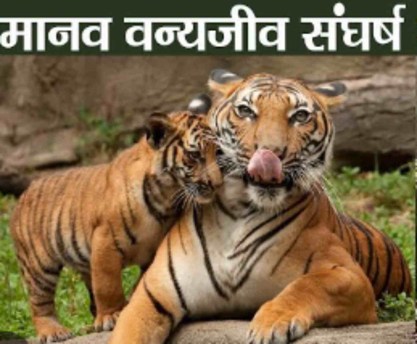 मानव वन्यजीव संघर्ष