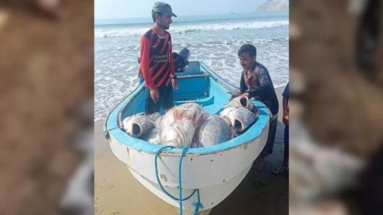 Fisherman becomes millionaire in Pakistan, luck shines by catching rare Showa fish