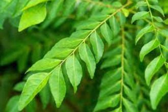 If you are suffering from diabetes then consume these leaves, blood sugar will be under control soon.