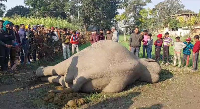 खेत में पड़ा मिला हाथी का शव