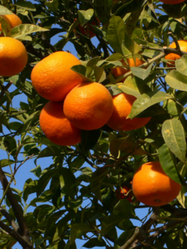 सेहत का खजाना है उत्तराखंड के माल्टे, फायदे जान हो जाएंगे हैरान