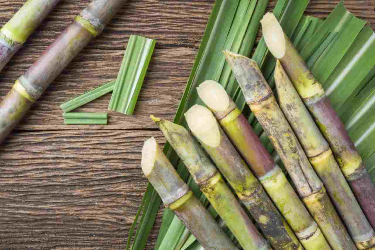 Increase in the price of sugarcane in Punjab, anger seen among farmers