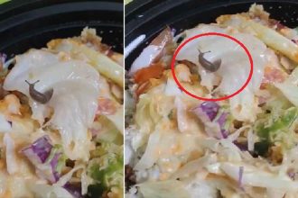 Young man ordered food from Swiggy, as soon as he opened the box a snail came out