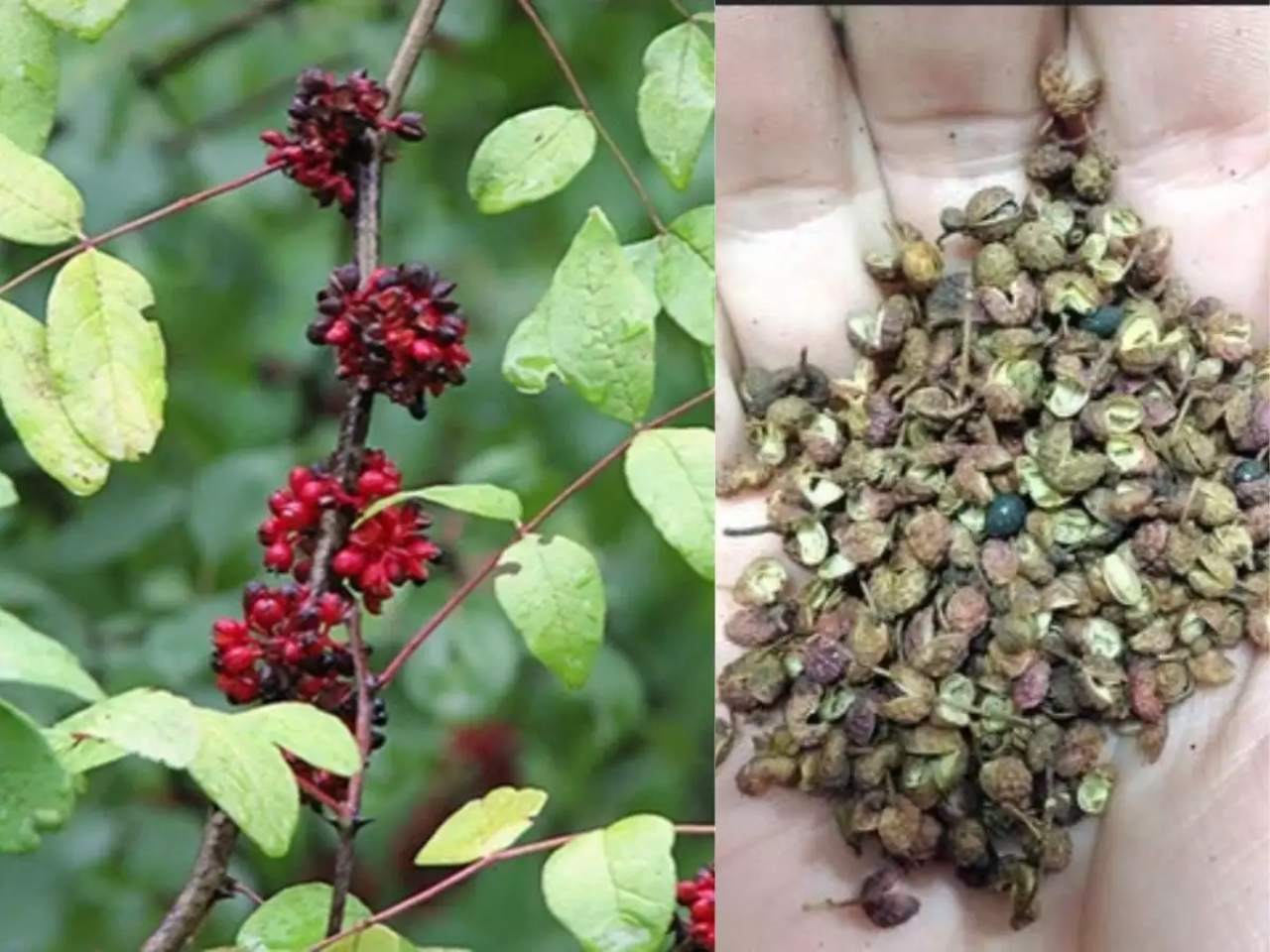 GLOBAL INVESTOR SUMMIT