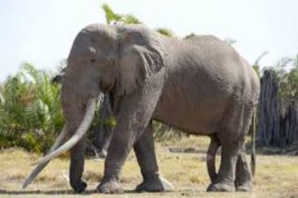 OLD ELEPHANT 2 टस्कर हाथी की मौत