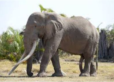 OLD ELEPHANT 2 टस्कर हाथी की मौत