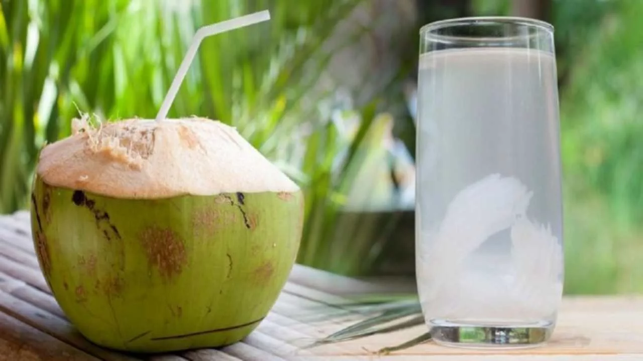 PM Modi is performing a special ritual for 11 days by drinking only coconut water