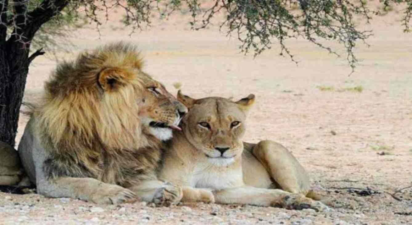 Officer who named lion and lioness Akbar-Sita suspended