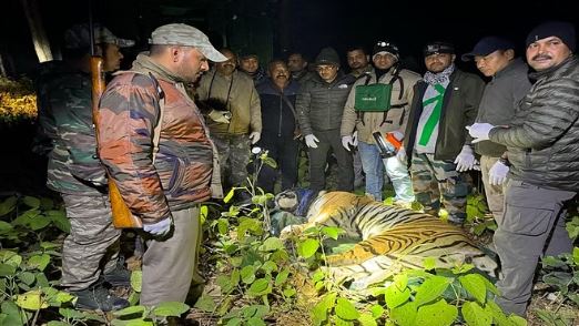 नैनीताल में वन विभाग की टीम ने किया बाघ को ट्रेंकुलाइज